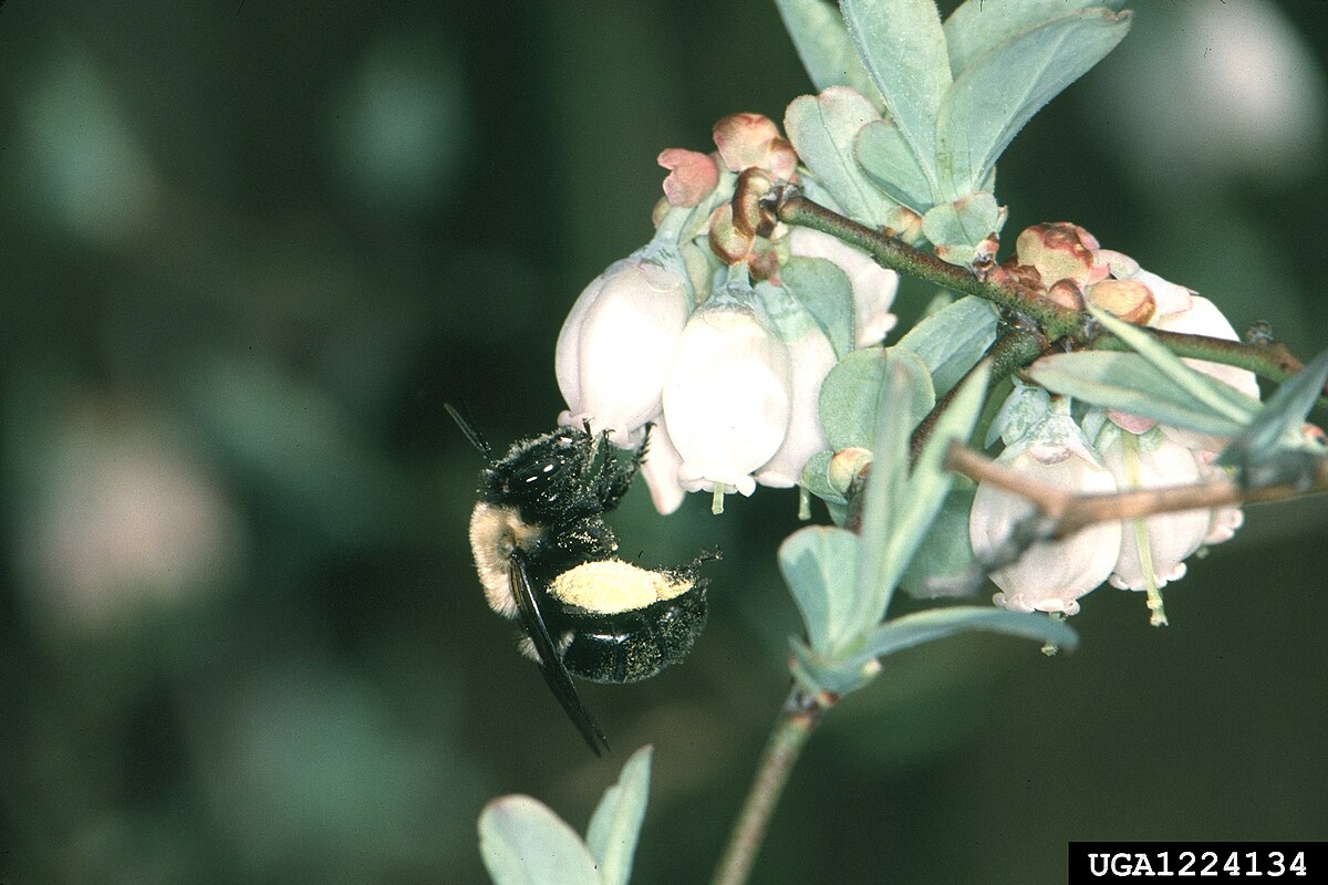 Habropoda