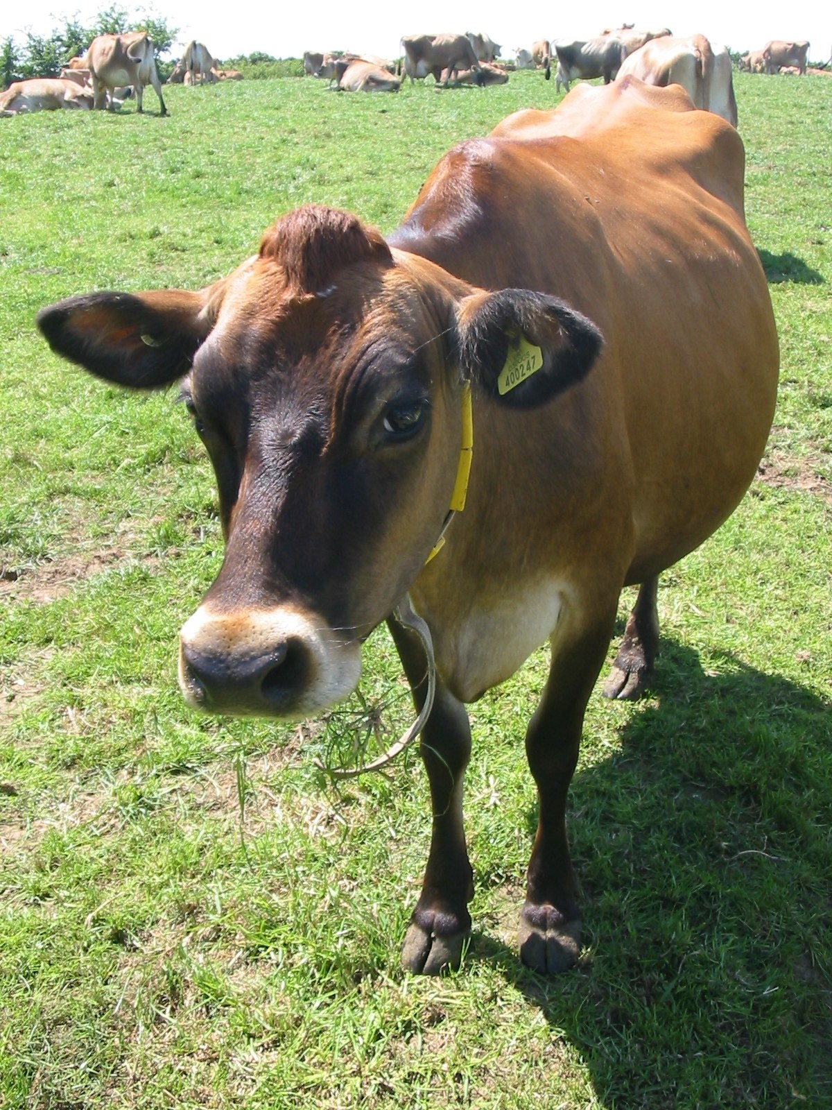 Celtique (race bovine)
