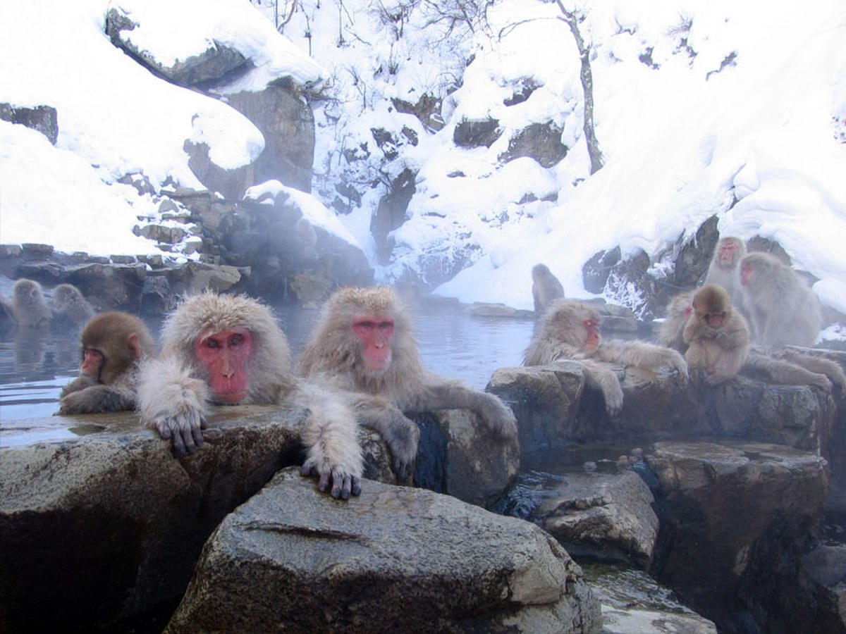 Macaque