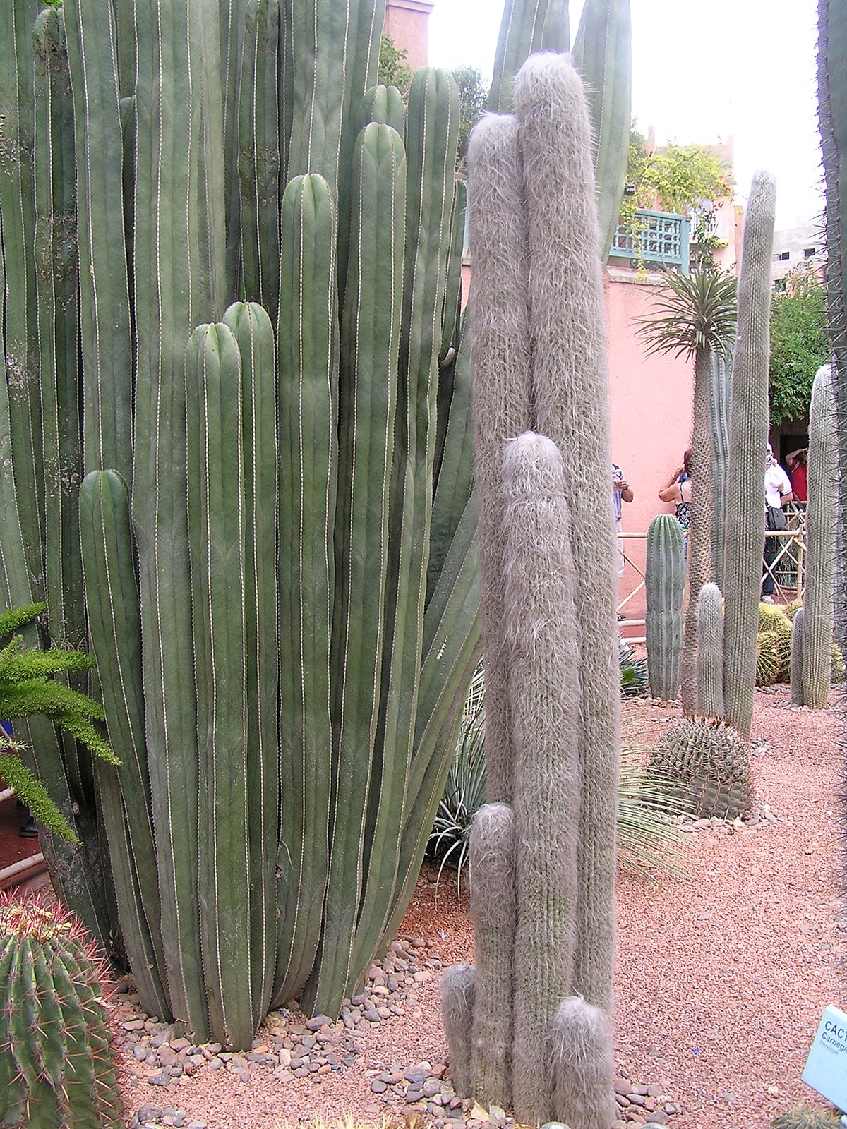 JMajorelle1.22.JPG