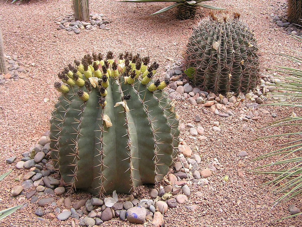 JMajorelle1.24.JPG