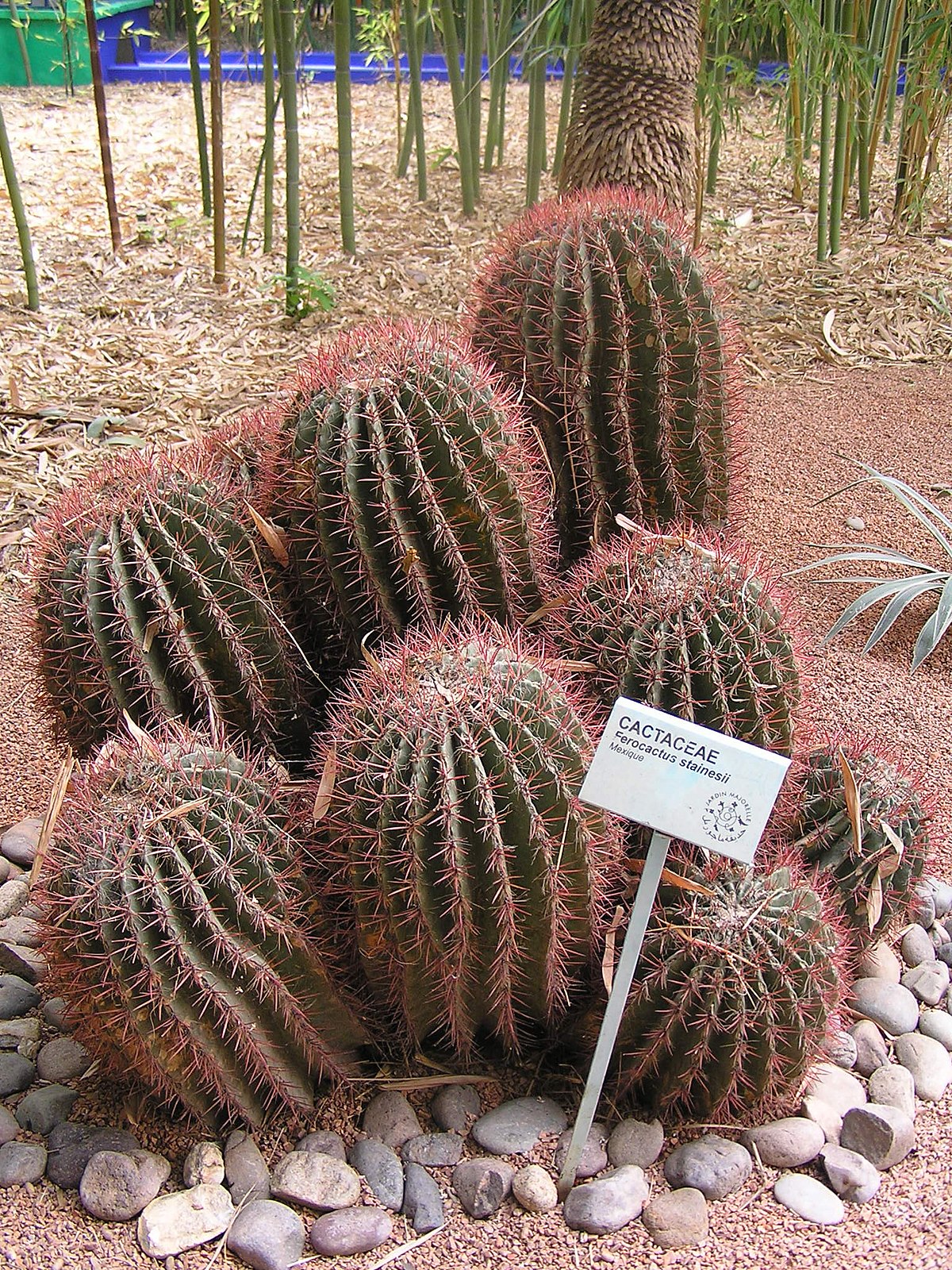 JMajorelle1.36.JPG