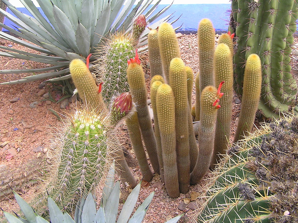 JMajorelle1.48.JPG
