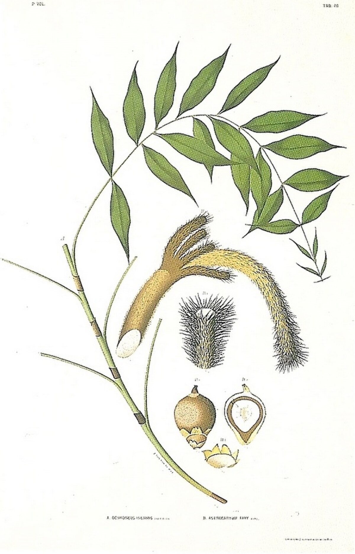 Desmoncus
