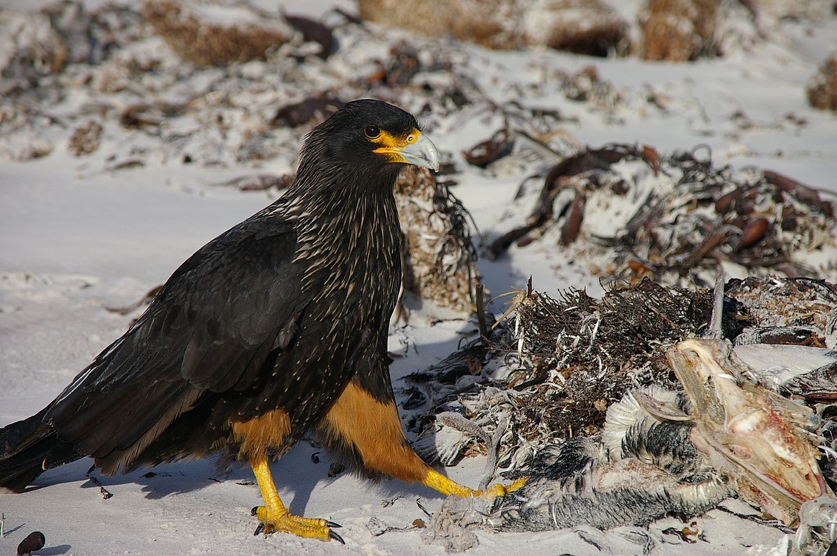 Caracara austral