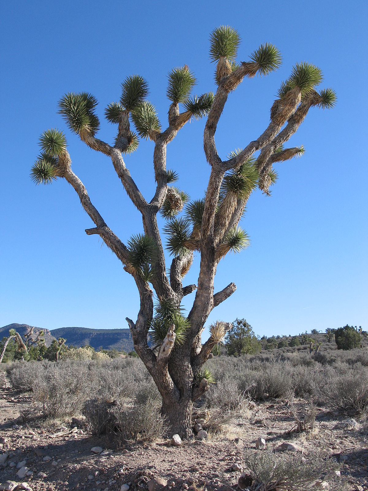 Yucca brevifolia