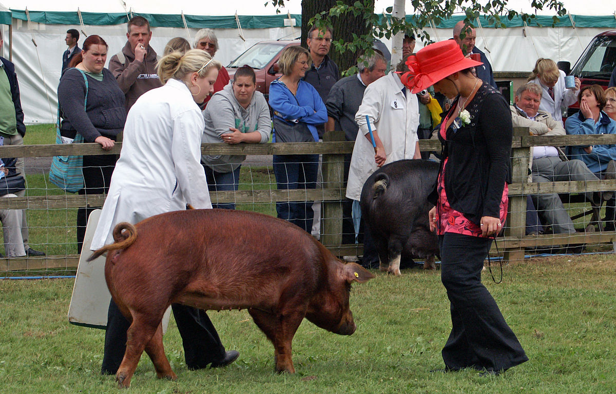 Duroc