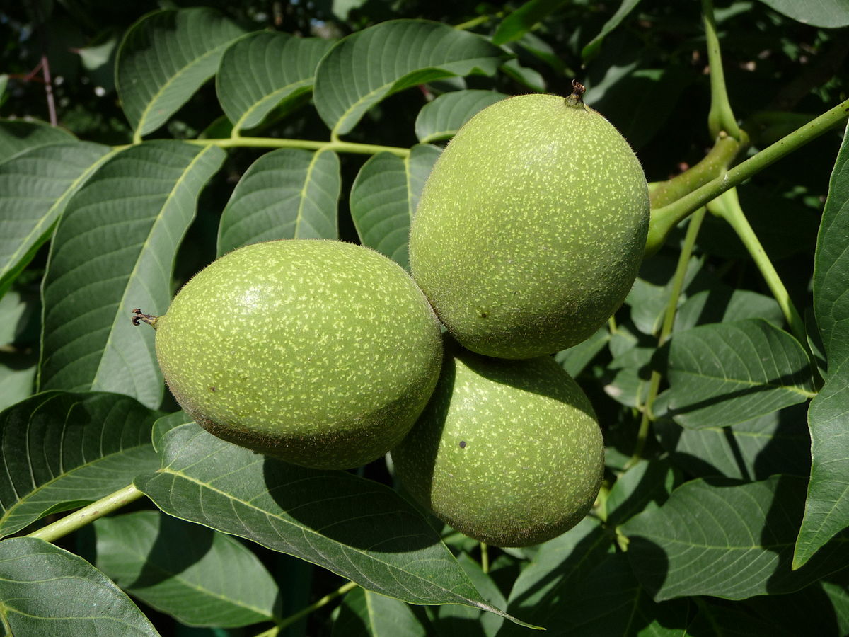 Fruits immatures