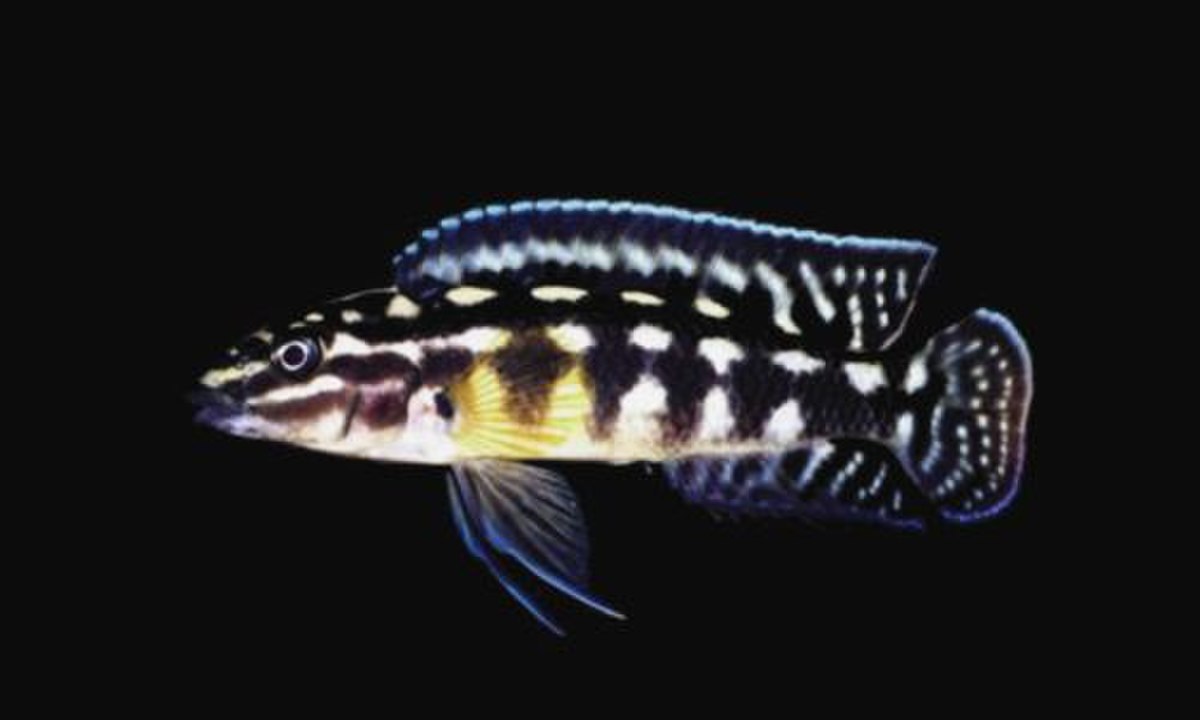 Julidochromis marlieri