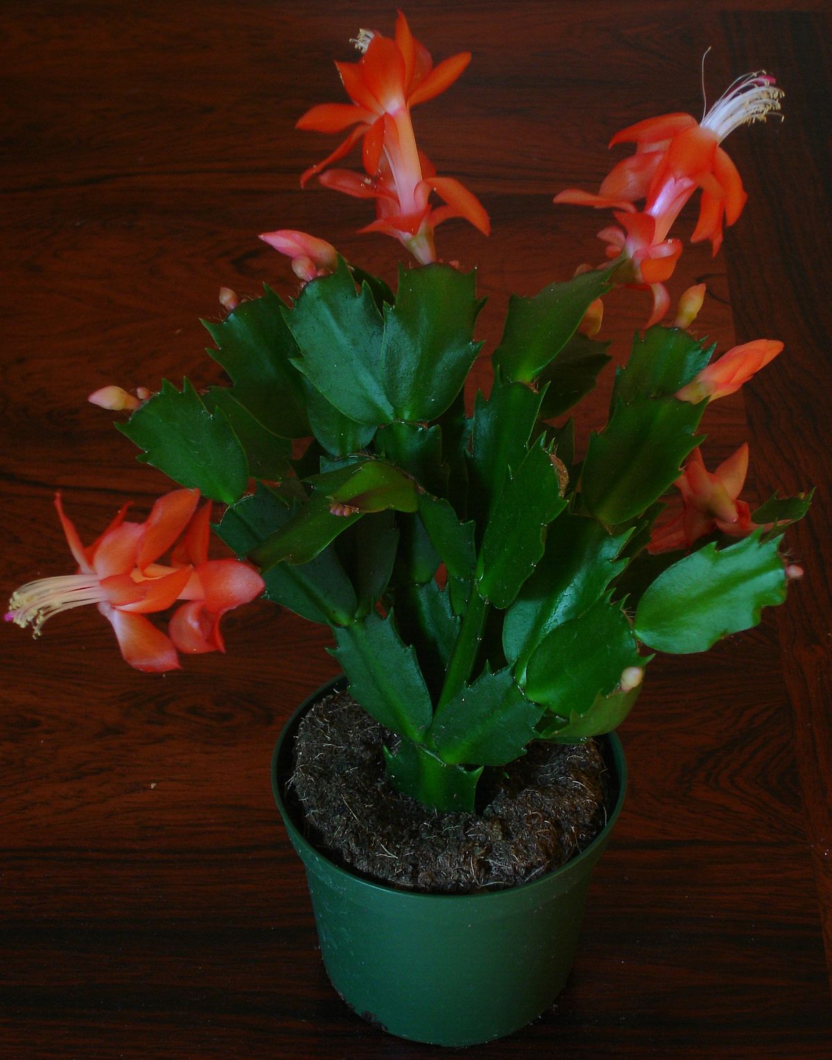 Cactus de Noël