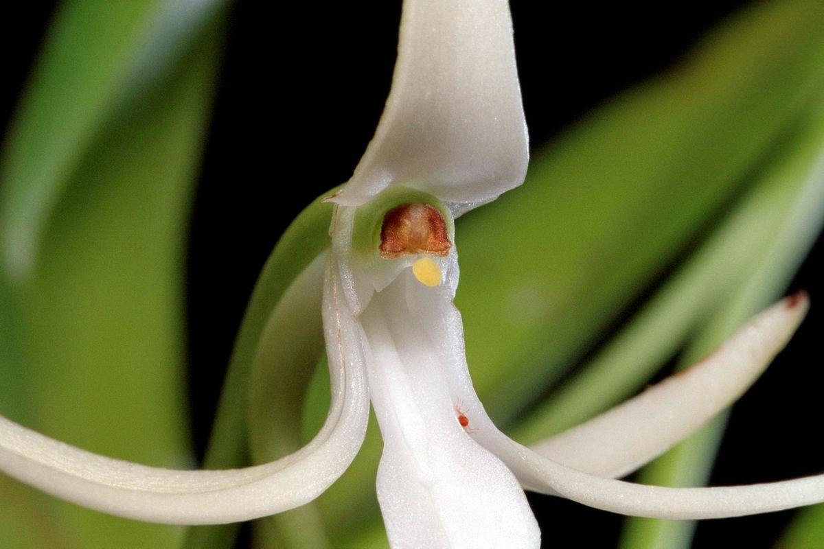 Jumellea