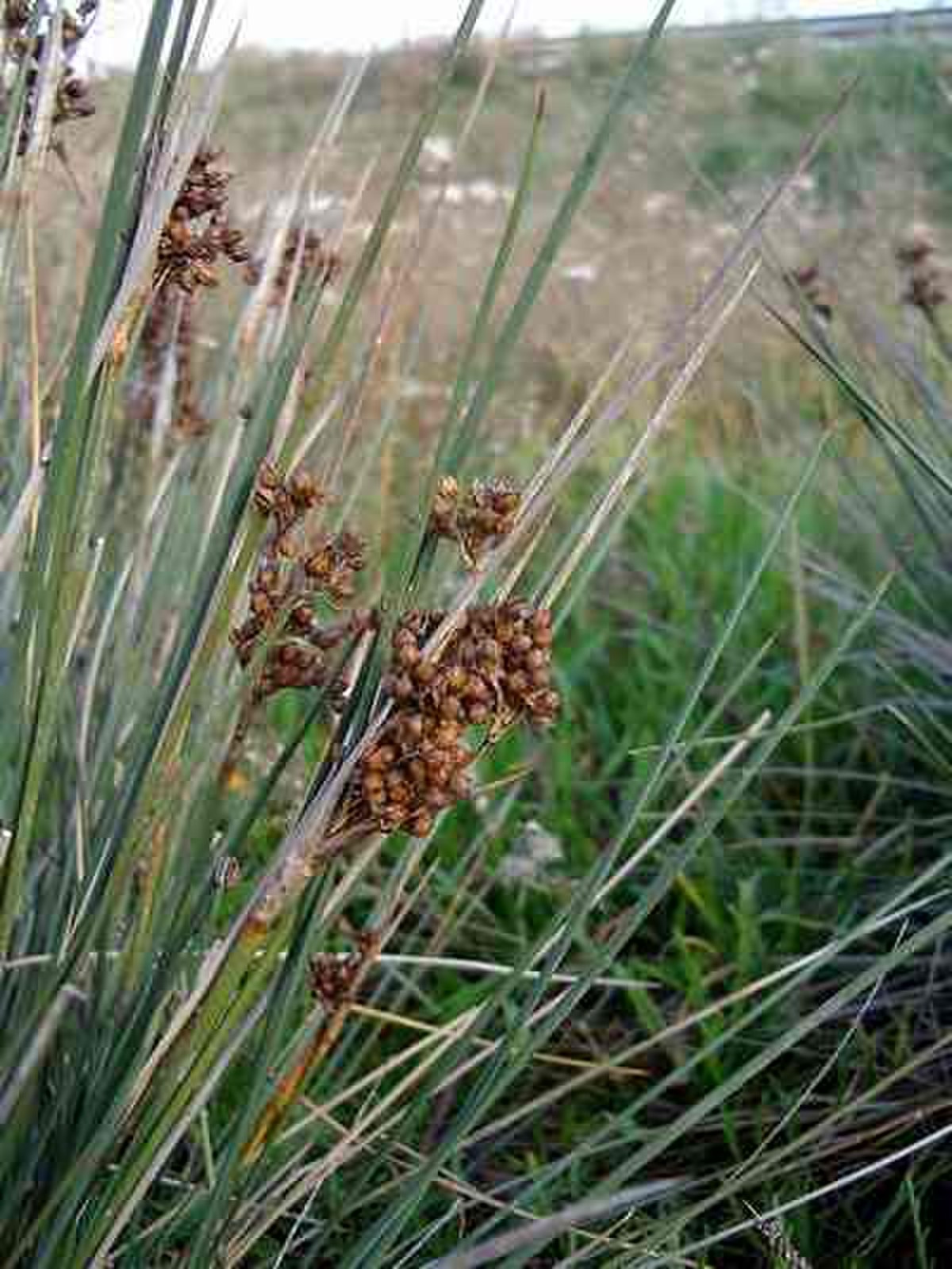 Juncus acutus