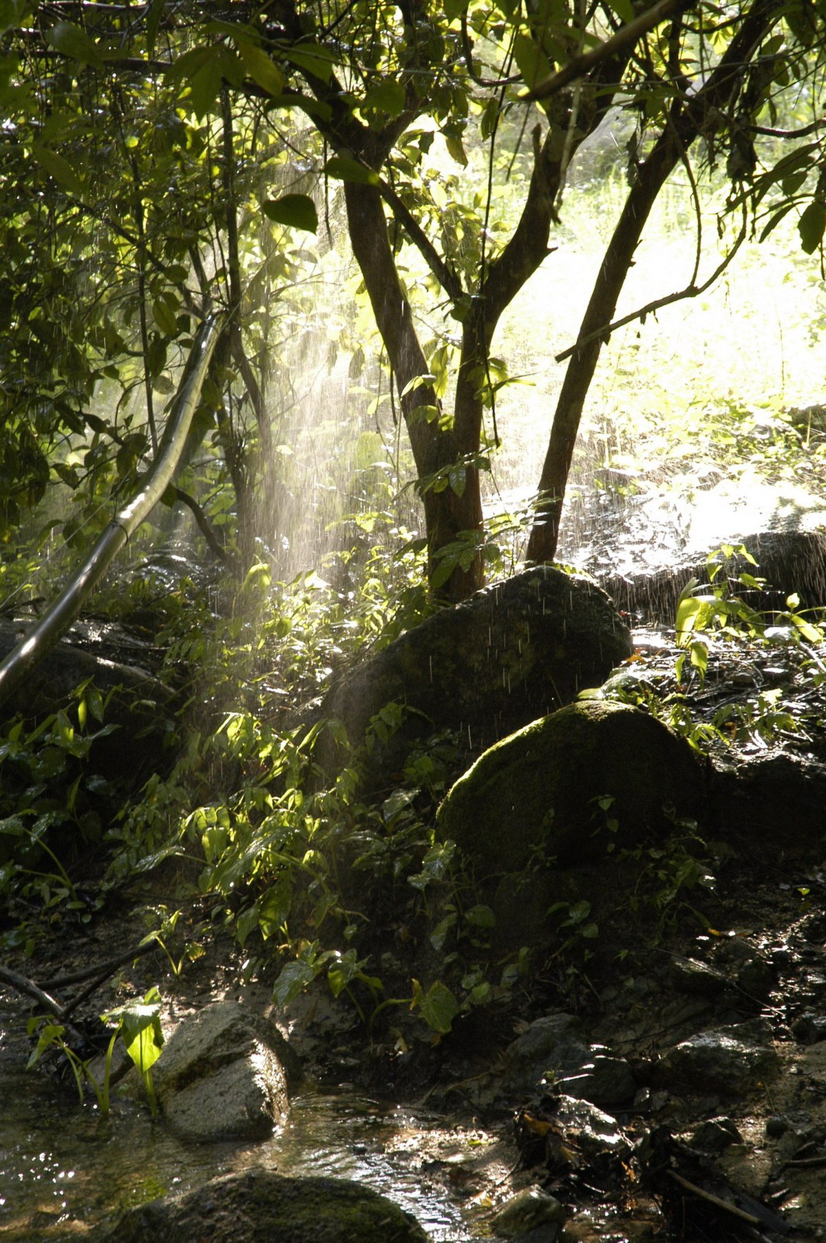 Jungle