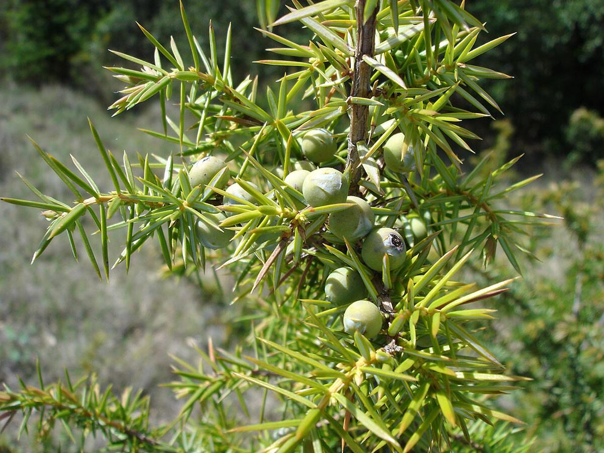 Aiguilles et cônes fructifères