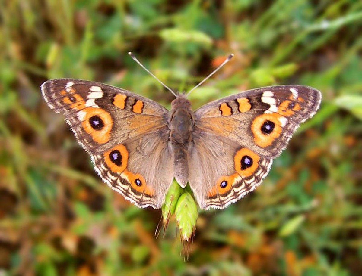 Junonia
