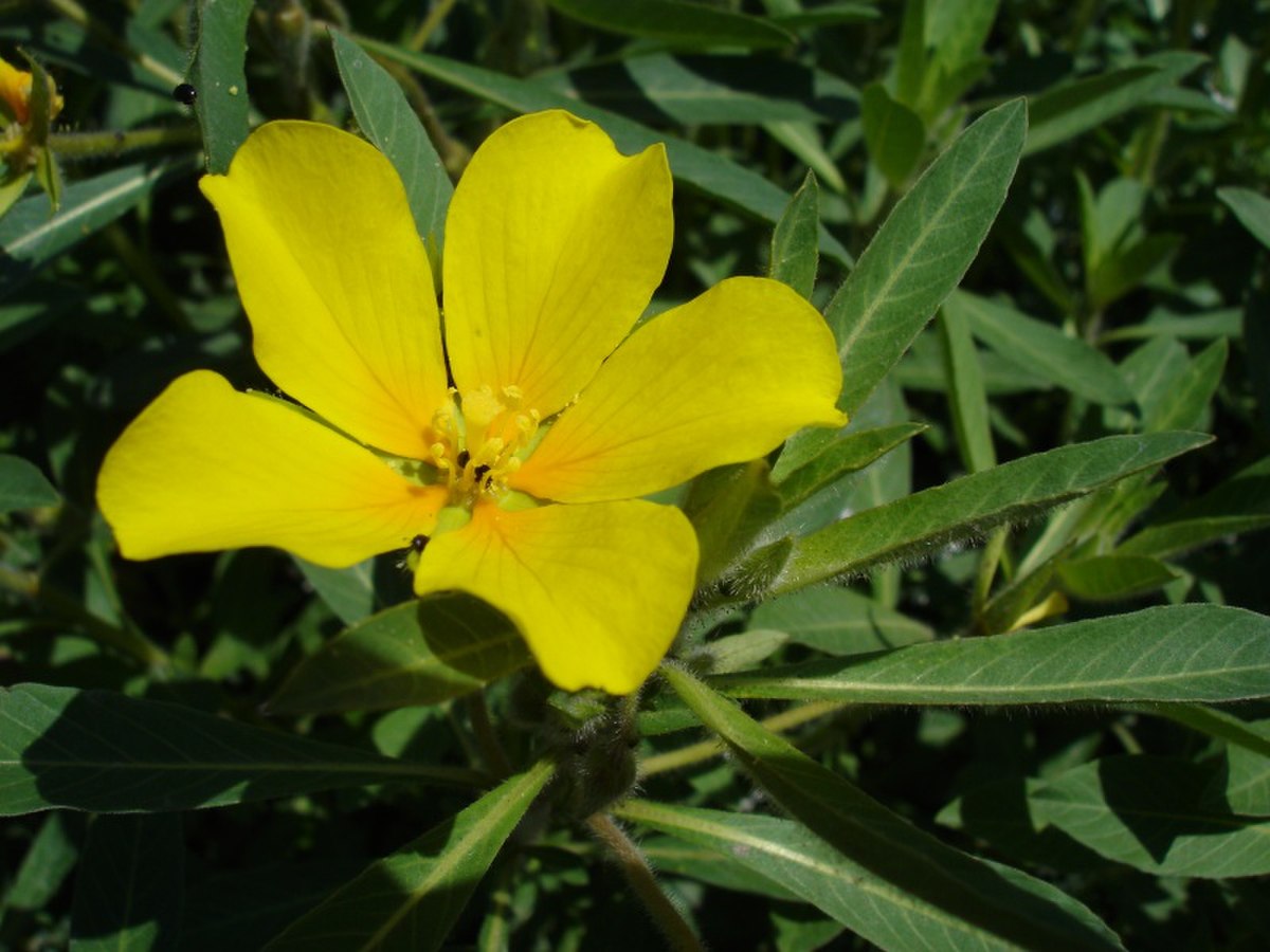 Ludwigia grandiflora
