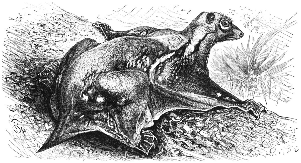 Dermoptera