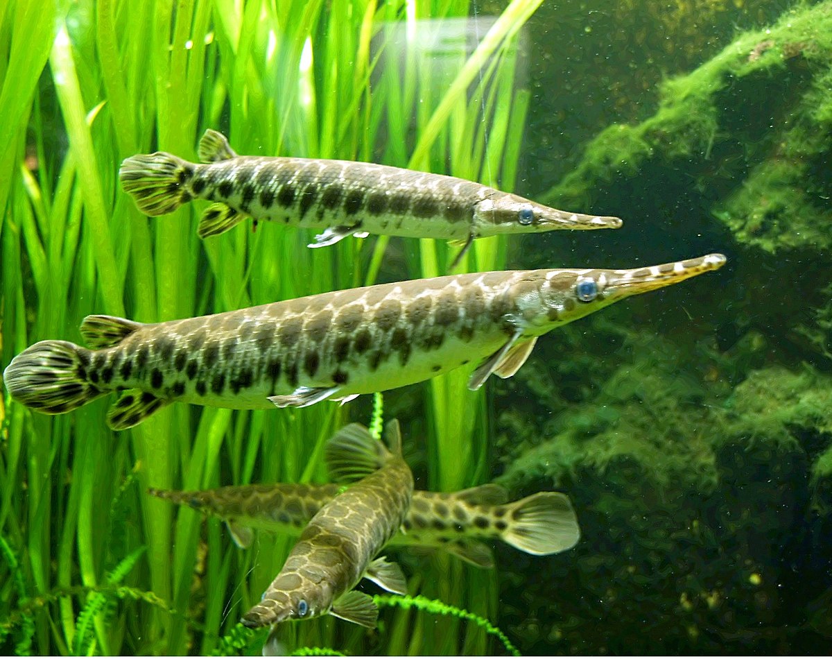Lépisosté tacheté (Lepisosteus oculatus)