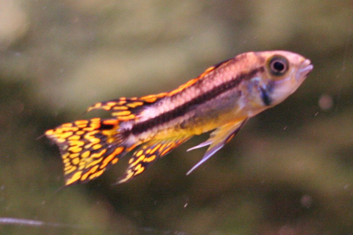 Apistogramma cacatuoides
