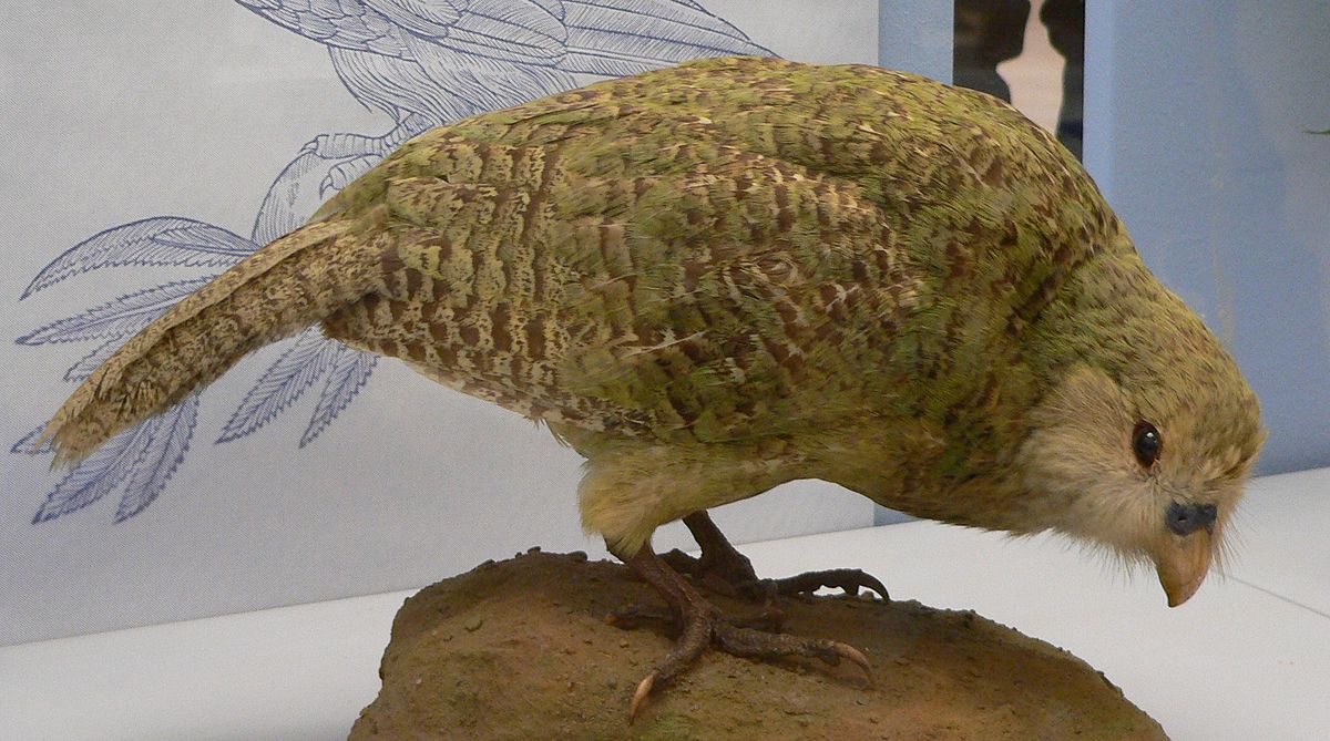 Strigops kakapo