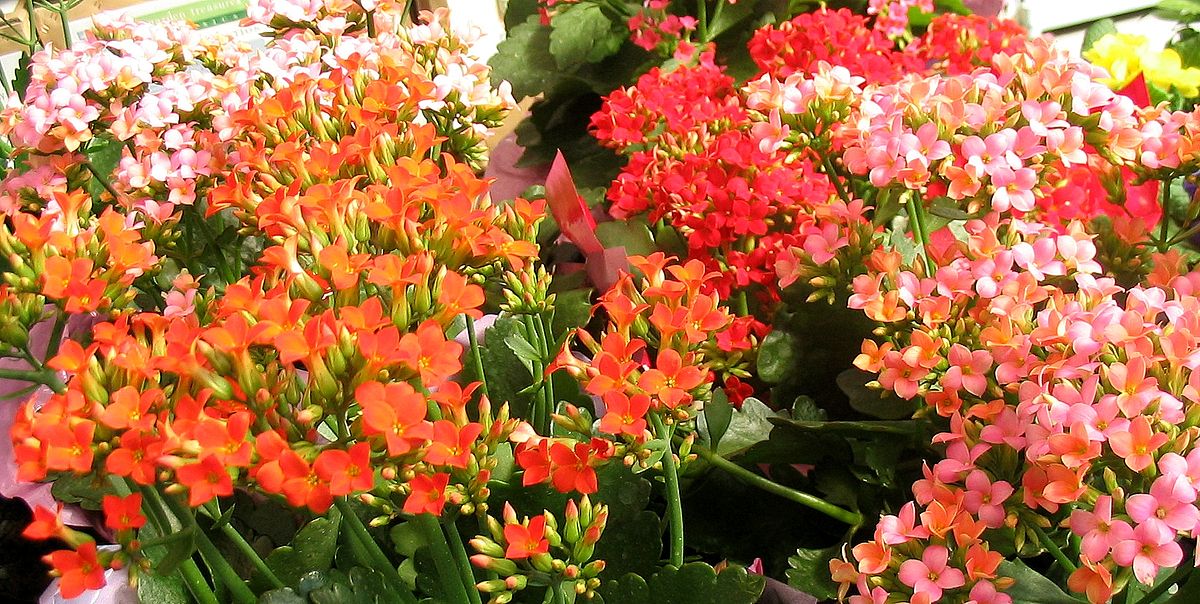 Kalanchoe