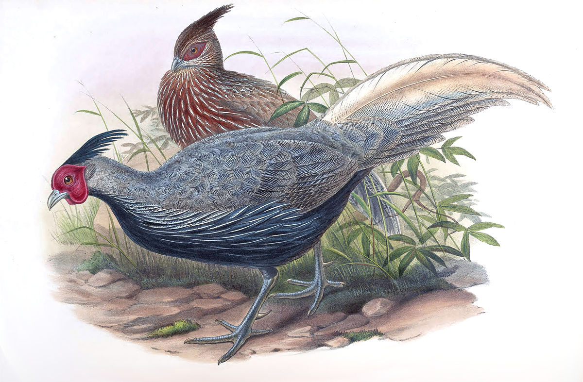 Lophura