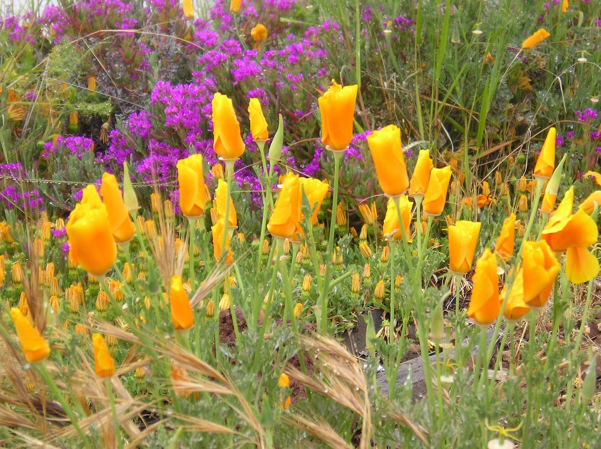 Eschscholzia