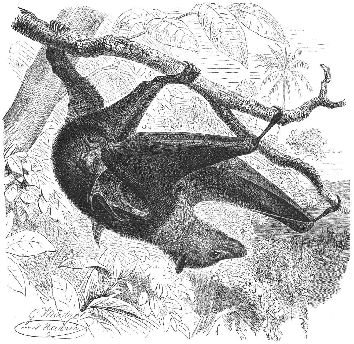 Pteropus