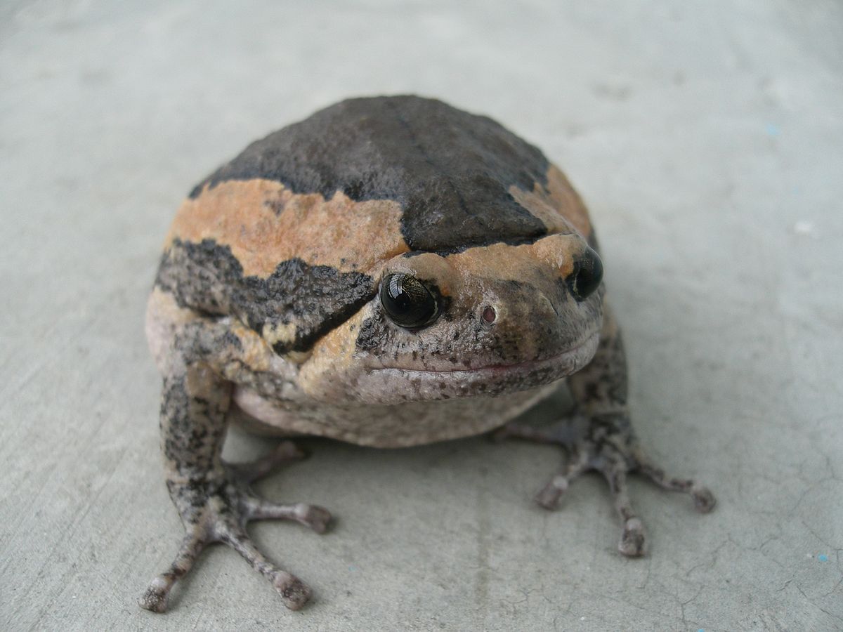Microhylidae
