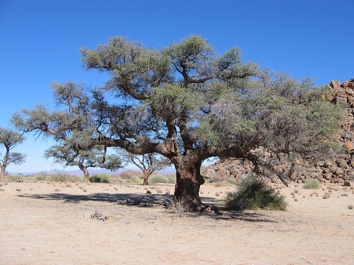 Acacia erioloba
