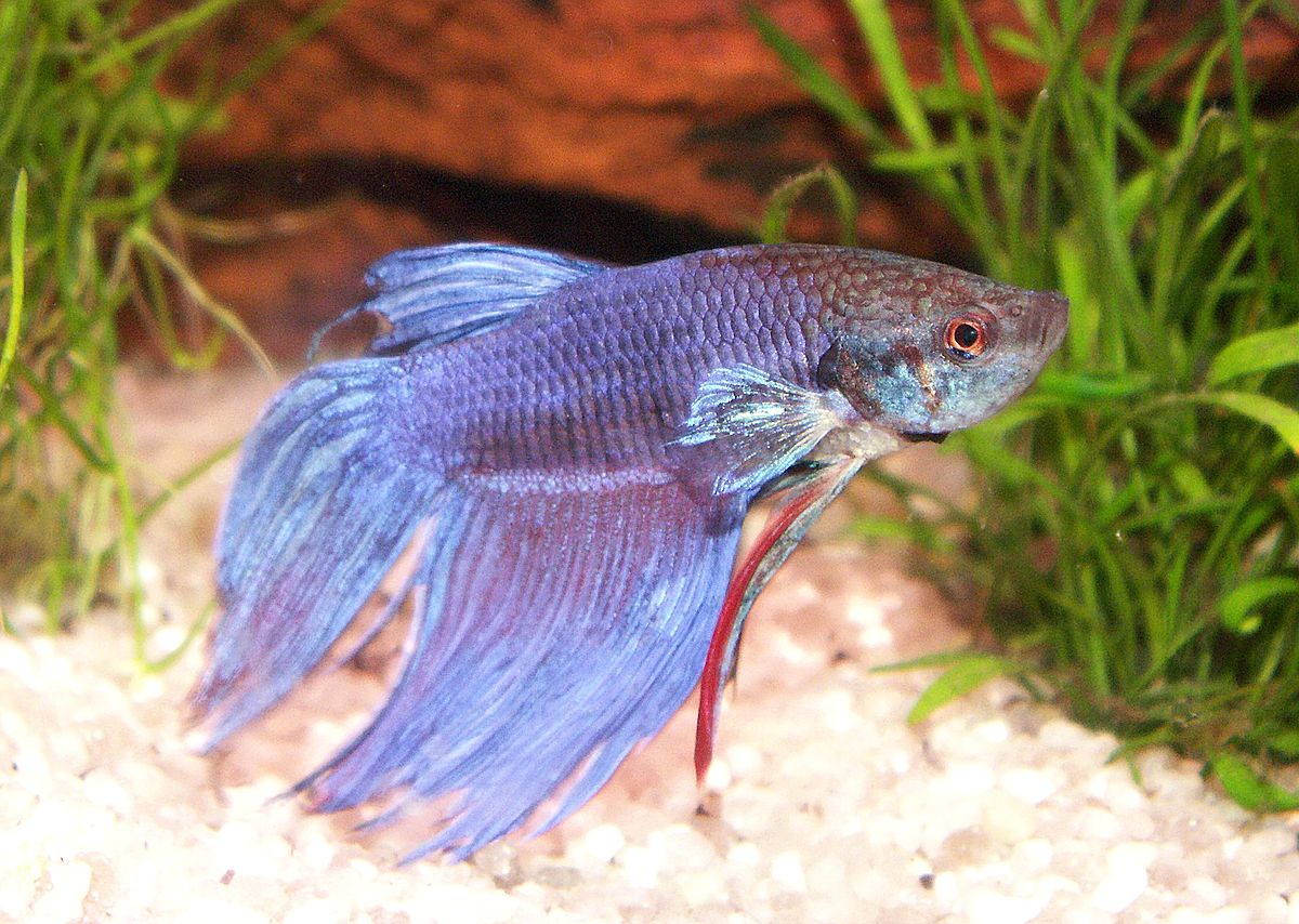 Liste de poissons d'aquarium d'eau douce