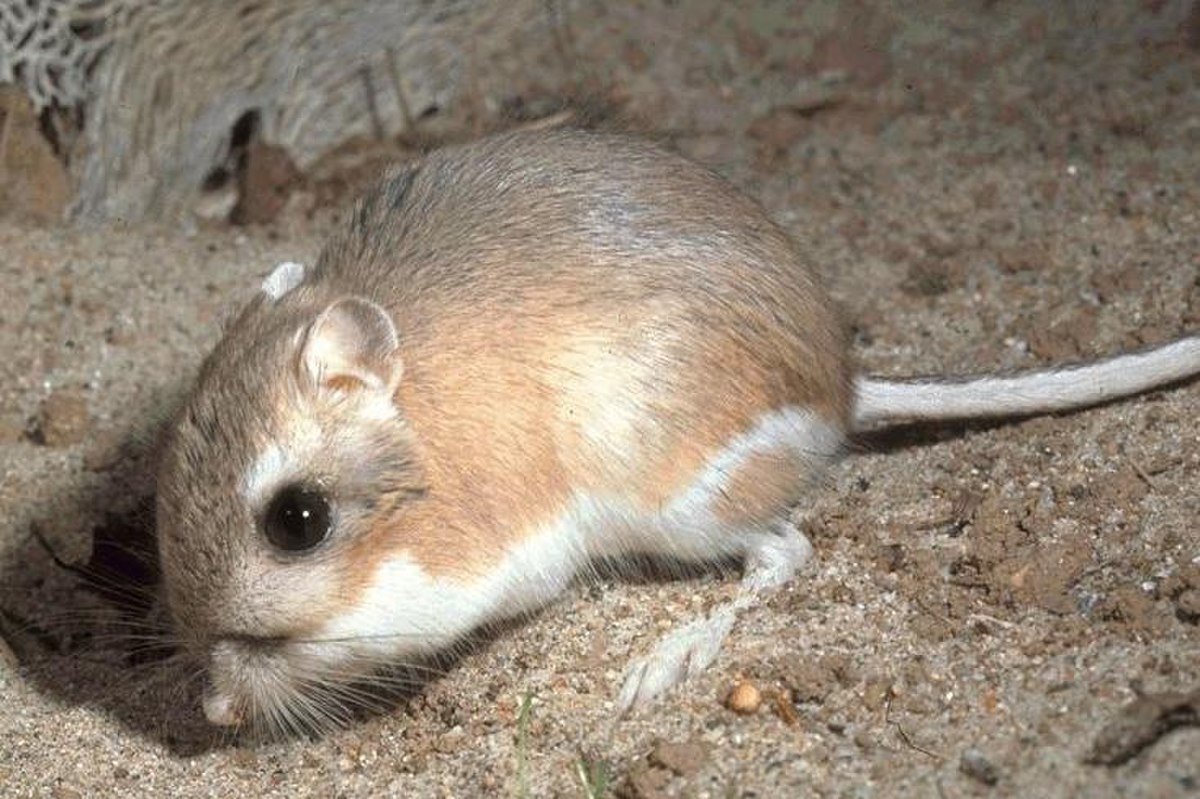 Rat kangourou d'Ord
