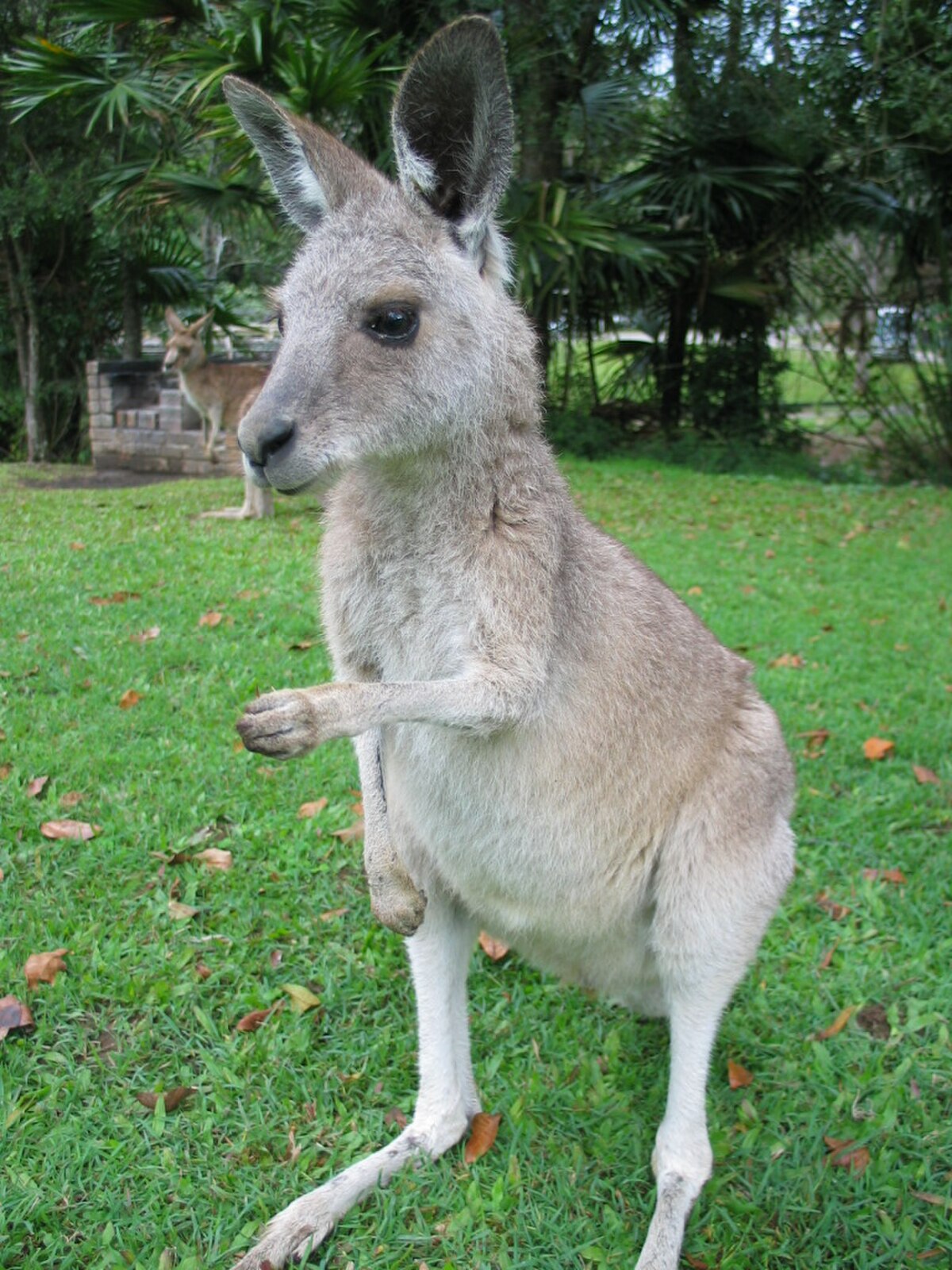 Macropus