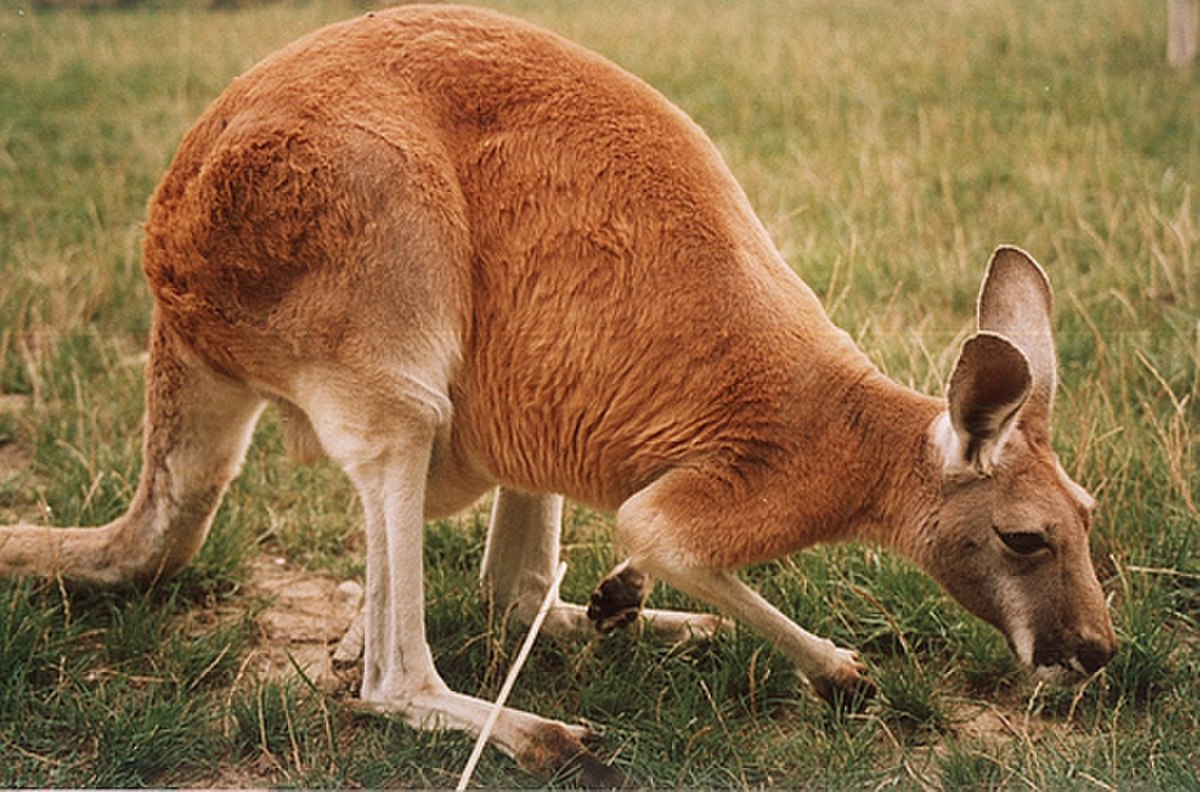 Faune de l'Australie