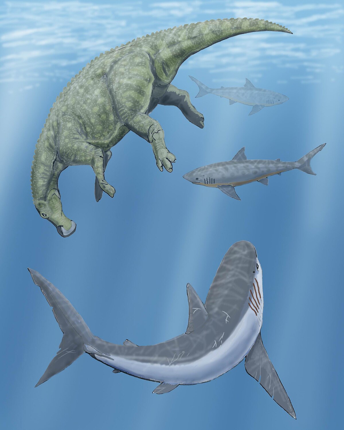 Cretoxyrhina