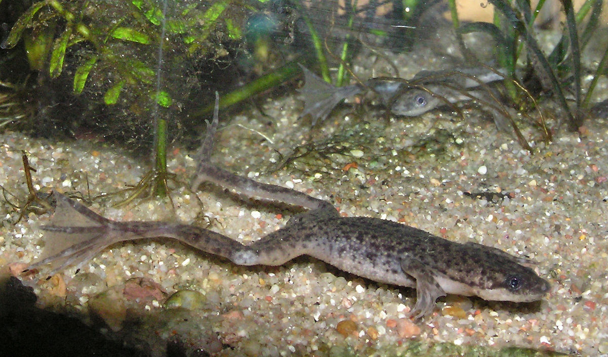 Hymenochirus boettgeri