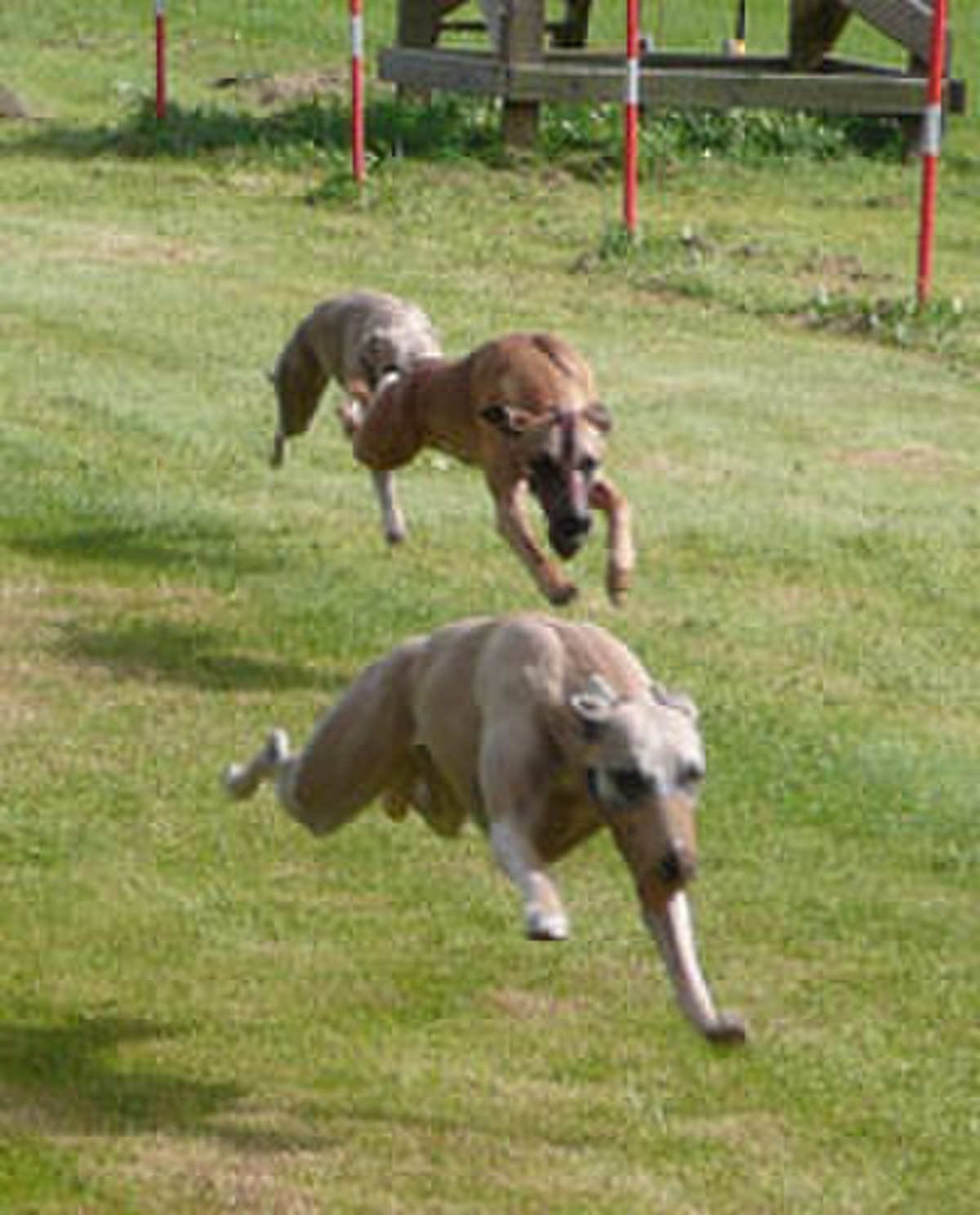 Course de Whippets