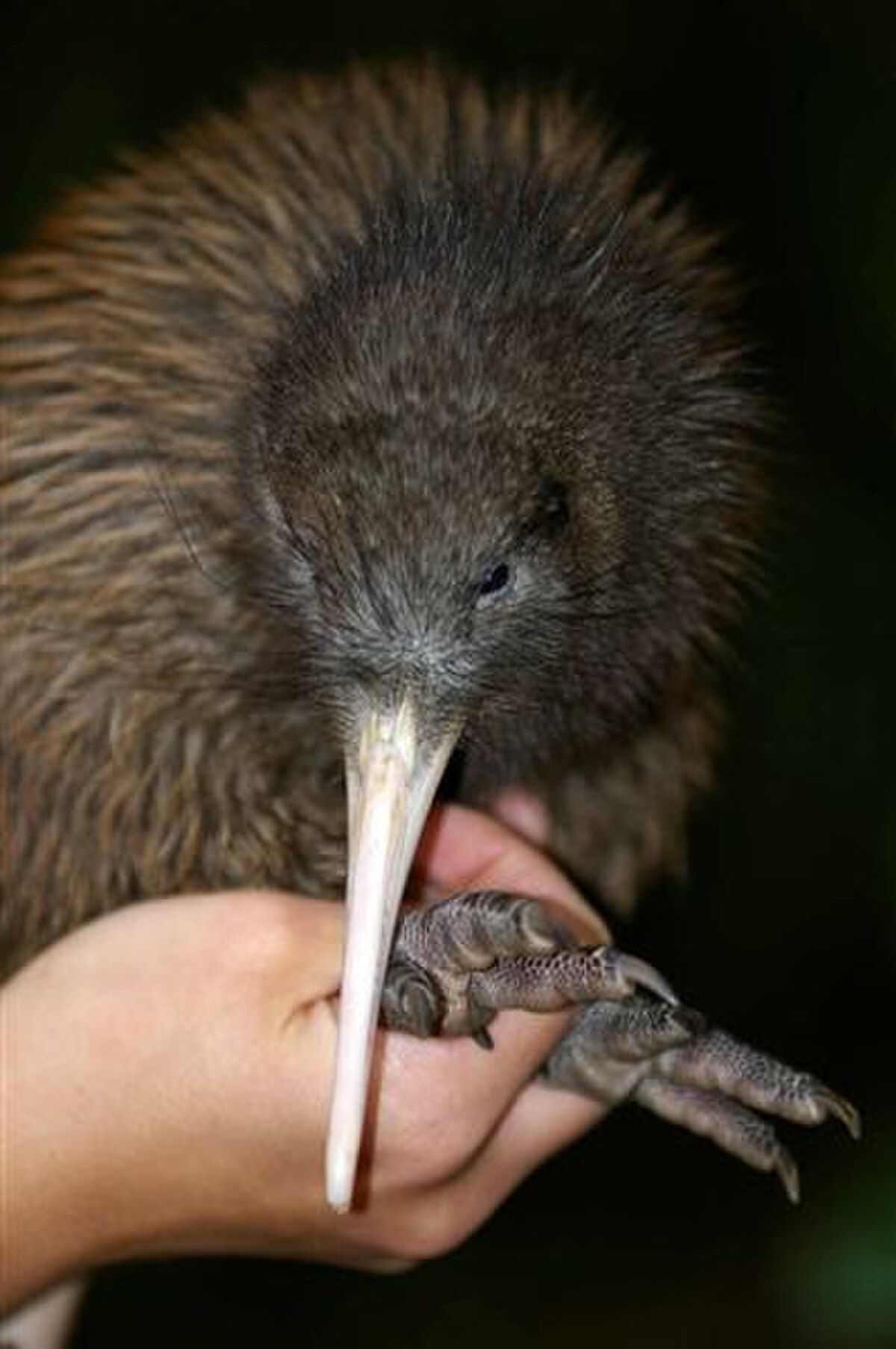 Kiwi de Mantell
