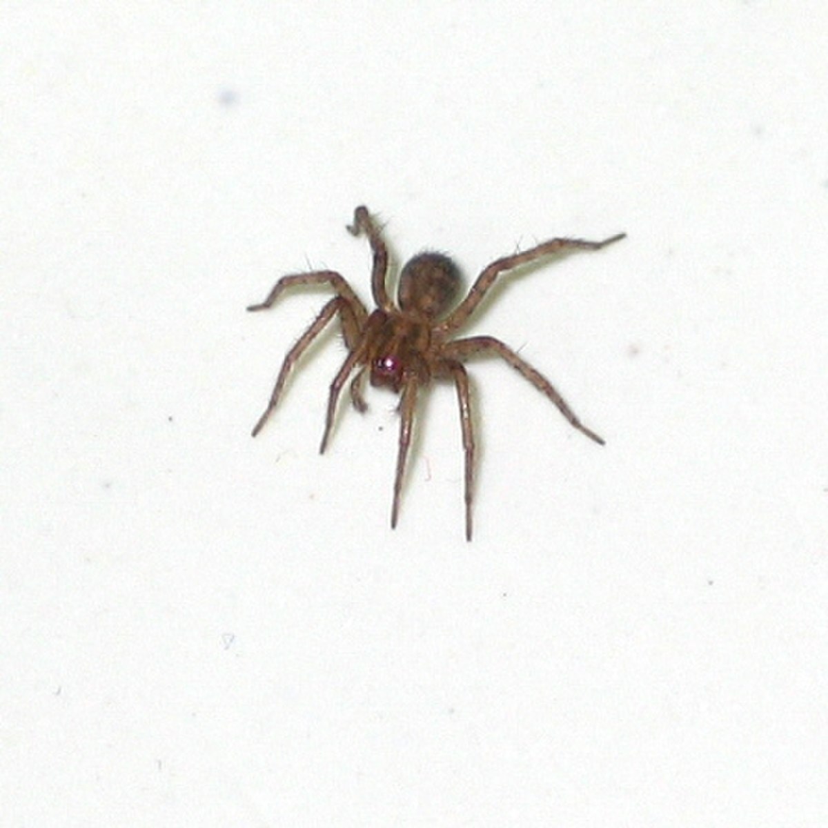 Agelenidae