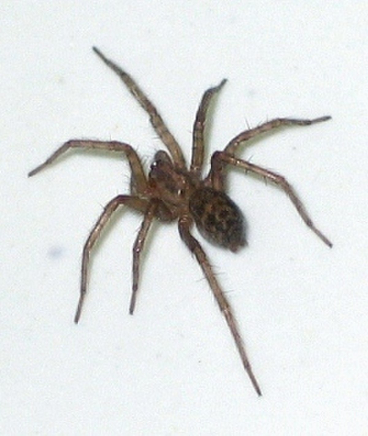 Tégénaire