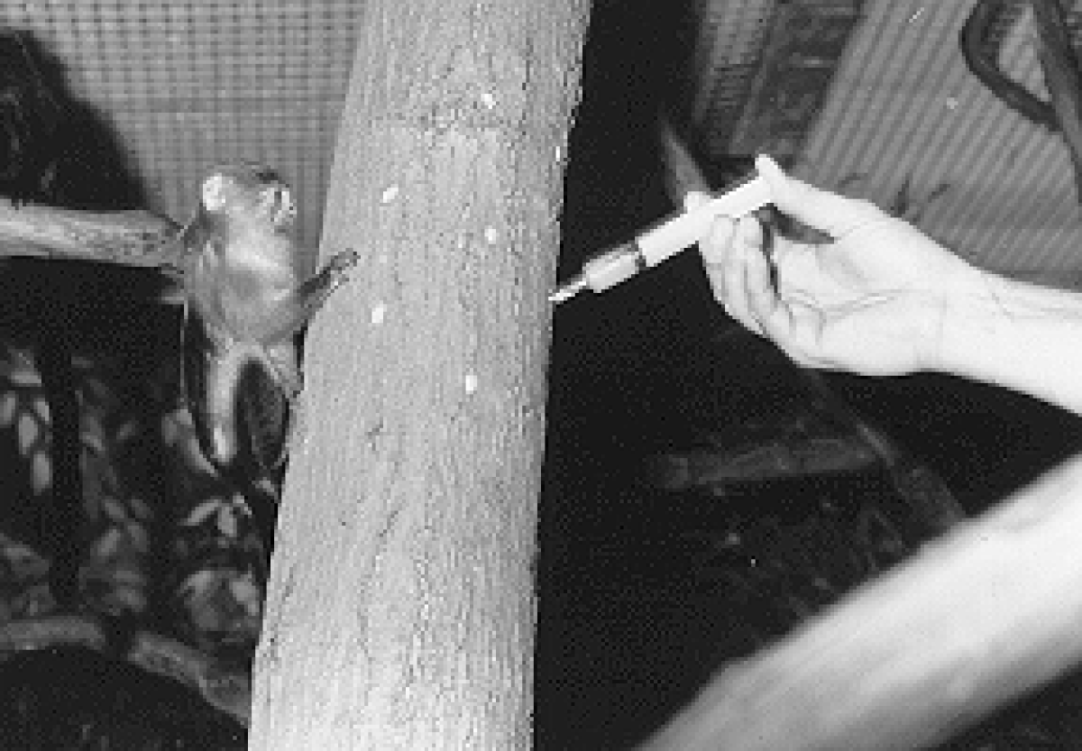 Mico melanurus
