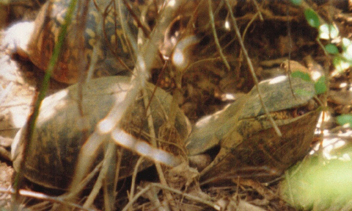 Tortue boîte