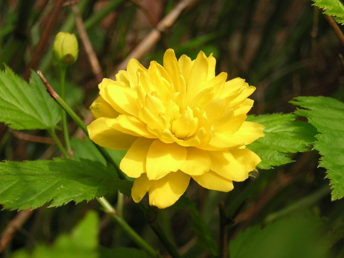 Variété à fleurs doubles