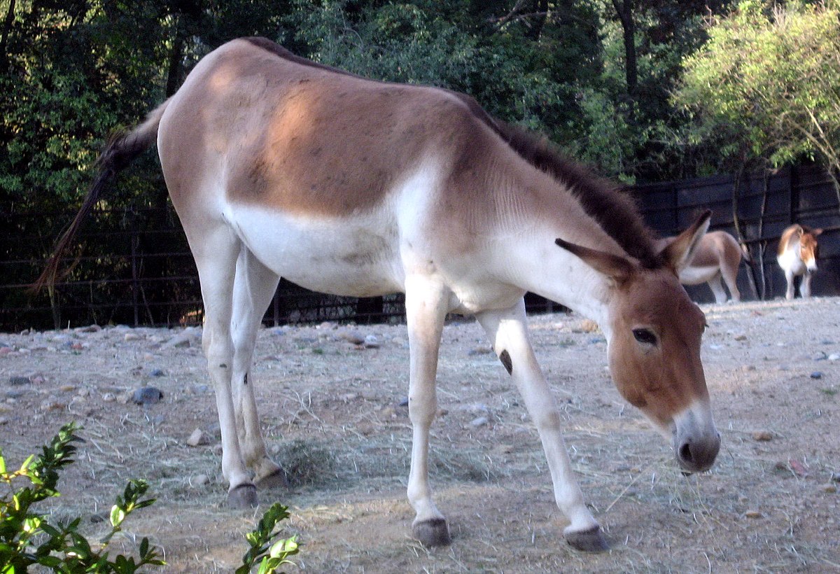 Kiang