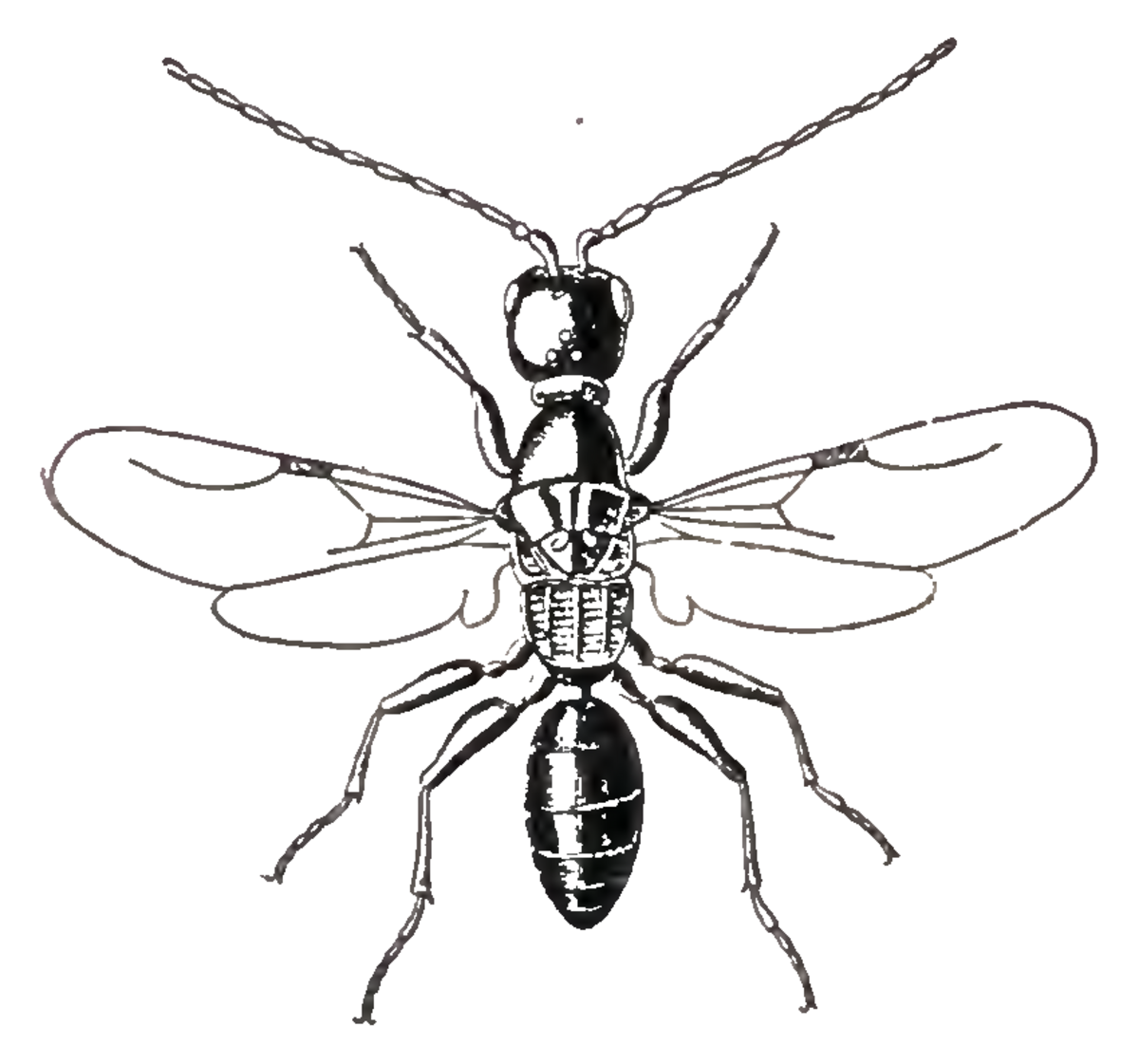 Epyrinae