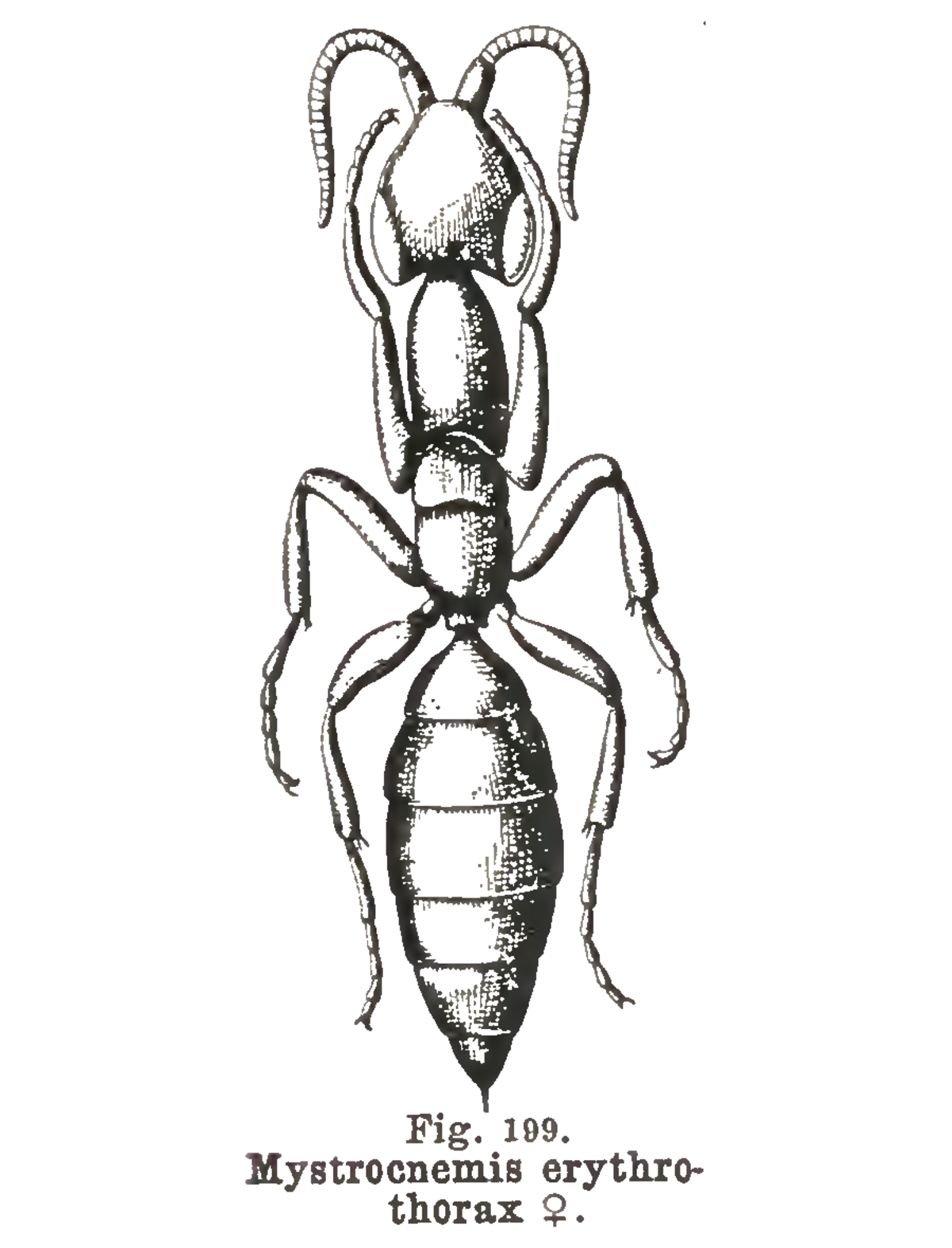 Sclerogibbidae