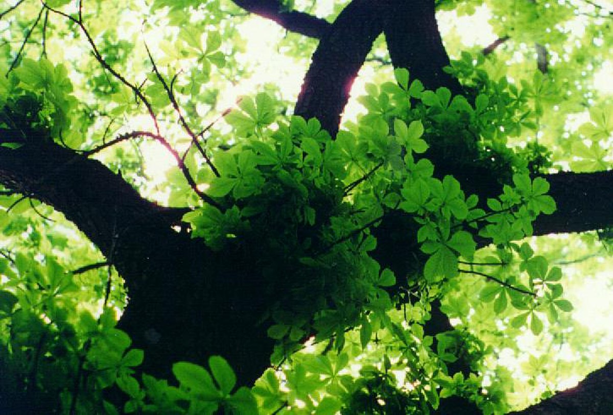 Aesculus hippocastanum à Kiev