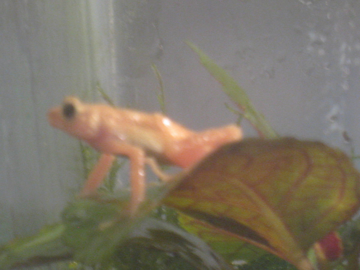 Nectophrynoides