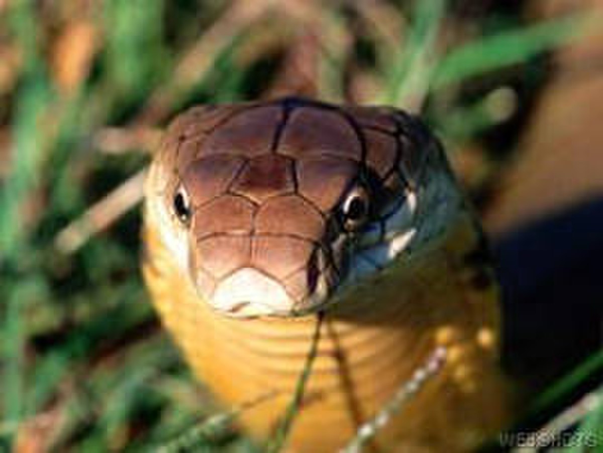 Cobra royal