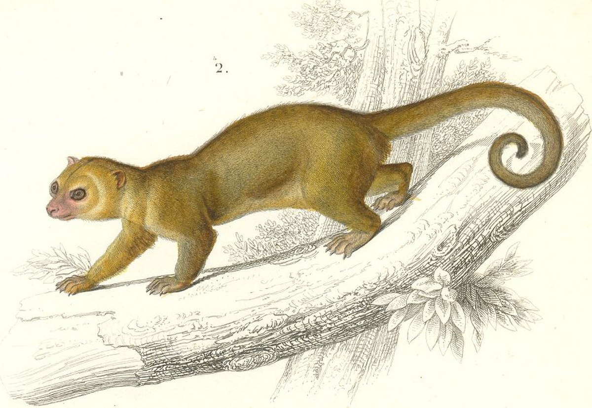 Kinkajou